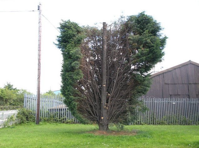 bad pruning of a tree Staplehurst