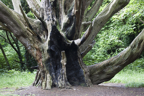 lightening damaged tree after a storm Staplehurst